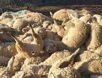 KÖPEK SALDIRISI - 116 koyun stresten öldü