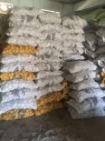 KOCABAŞ - Üreticiye 'Sertifikalı Patates Tohumu' Desteği