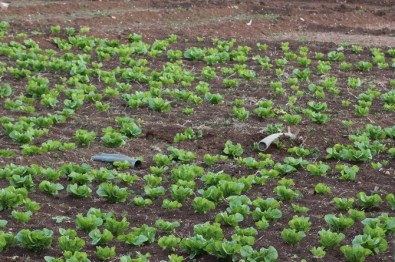 Kilis'te Son Roket Mermisi Marul Tarlasına Düştü