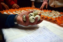 TTK Hatalı Kura Çekimi İle İlgili Açıklama Yaptı