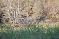 Alaplı'da Orman Yangını