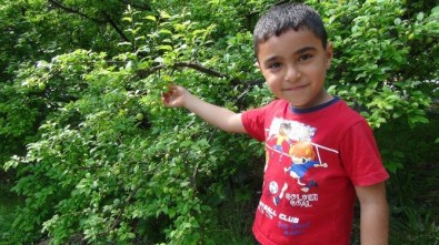 Silifke'de Erik Hasadı Başladı