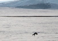 Tilkinin Kar Altında Avı