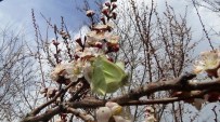 DONMA TEHLİKESİ - Iğdır'da Kayısı Ağaçları Çiçek Açtı