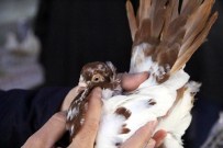 Kanatlı Hayvan Fiyatları Dudak Uçuklattı