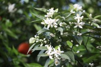 PORTAKAL ÇIÇEĞI - Karnavalın Çiçekleri Açtı