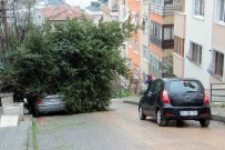 RÜZGARA KARŞı - Otomobilin üzerine ağaç devrildi