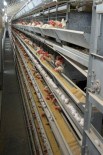 YUMURTA SARISI - Bu Fabrikada Yumurtanın Akı İle Sarısı Ayrılıyor