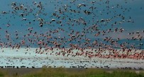 FLAMİNGO - Su Kuşu Sayımları Tamamlandı