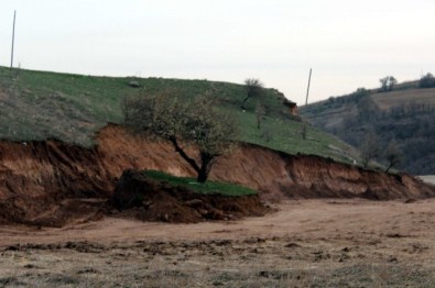 İl Özel İdare Ekiplerinin Ağaç Hassasiyeti
