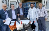 BAL ARISI - Tarım Kredi'den Köylüye Tavuk