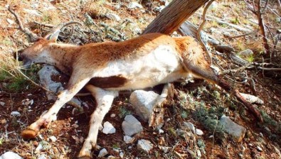 Antalya'da Kaçak Avcı Vahşeti