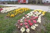 KALICI KONUTLAR - Bahar Çiçekleri Rengarenk