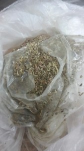 Jandarma Uyuşturucuya Savaş Açtı