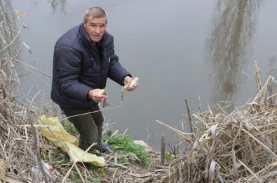 Porsuk'ta Ölü Balıklar Su Yüzüne Vurdu