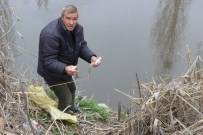 MEHMET KÜÇÜK - Porsuk'ta Ölü Balıklar Su Yüzüne Vurdu