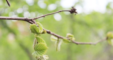 Tarım Müdürü Fındıkta Dona Karşı Alınacak Tedbirleri Açıkladı