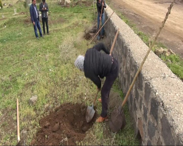 Bir ağaca karşılık 30 fidan