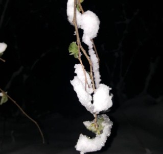 Korkulan Oldu Açıklaması Fındık Dondu