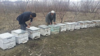 Van'da Arılar Kış Uykusundan Uyandı