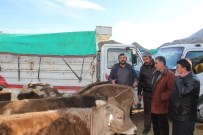 TOSUNLAR - Besiciler Yem Fiyatlarından Yana Dertli