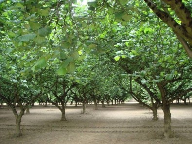 ABD Türk Fındığına Rakip