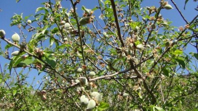 Çağla Hasadı Başladı