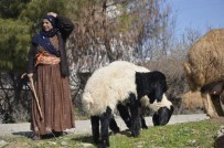 OSMAN DEMIR - Göçerlerin Yayla Yolculuğu Başladı