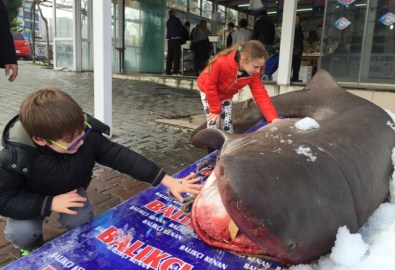 Marmara'da balıkçıların ağına takıldı!