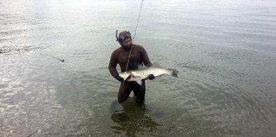 Bandırma'da 1 Metrelik Levrek Yakalandı