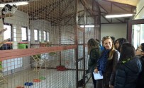 BILKENT - Bilkentli Öğrenciler, Hayvan Barınağı'nı Gezdi