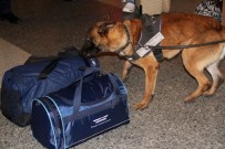 K-9 - Havalimanında Sıkı Denetim