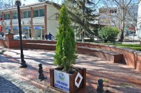 TURAN ÖZDEMİR - Mazı Ağaçları Çarşıyı Süsleyecek