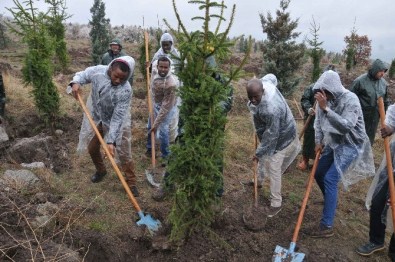 Kent Ormanı'nda Artık Ruanda'nın Da Ağaçları Var