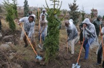 Kent Ormanı'nda Artık Ruanda'nın Da Ağaçları Var