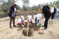 ALTıNOLUK - Öğrenciler Fidan Dikti