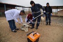 Hayvan Bakımevi Hastane Gibi Çalışıyor