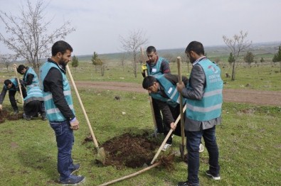 Hükümlüler Fidanları Toprakla Buluşturdu