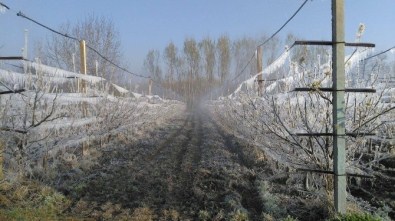 Kırağı Meyve Bahçelerini Vurdu
