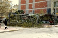 LODOS - Lodos Tire'de Ağaç Devirdi