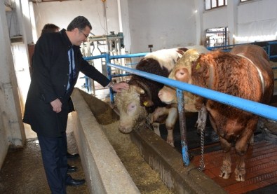 Ordu'da 2015 Yılında Hayvancılığa 12 Milyon TL Destek