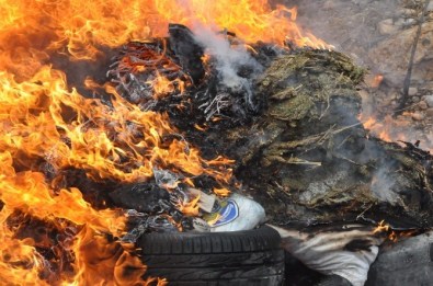 Uşak'ta 358 Kilo Esrar İmha Edildi