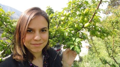 Açıkta Erik Hasadı Başladı