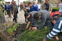 ERGUVAN - Bafra'da 2 Bin Fidan Dağıtıldı