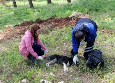 Akyaka'da Köpek İtlafı