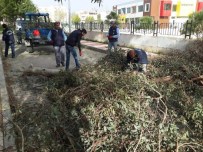 ŞİDDETLİ LODOS - Lodosun Yıktığı Ağaçlar Kaldırıldı