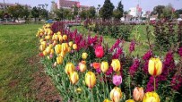 Mersin, Lalelerle Renklendi