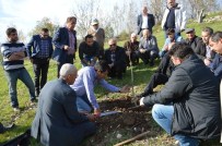 GAZIOSMANPAŞA ÜNIVERSITESI - Niksarlı Ceviz Üreticilerine Budama Eğitimi