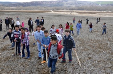 Sorgun'da Çiğdem Gezdirme Geleneği Yaşatılıyor