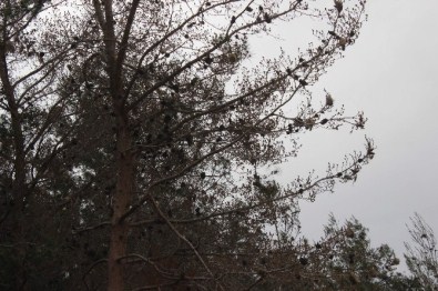 Terminatör Tırtılla Baş Edemedi